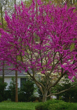 Load image into Gallery viewer, Redbud - Prairie Wind Soap